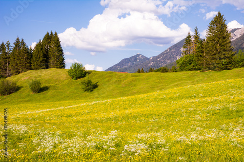 Flower meadow in the alps