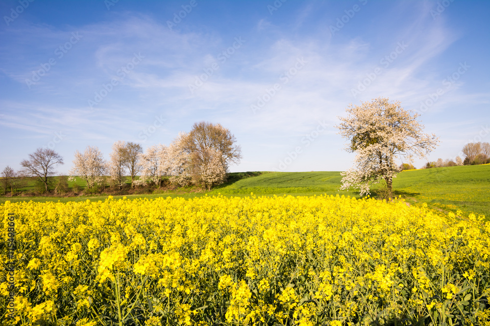 Landscape with a flowering tree