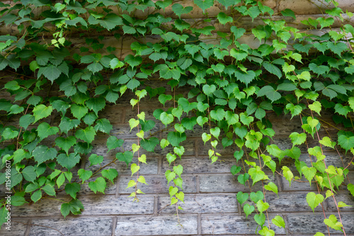 green climbing plant on brick wall © zhu difeng