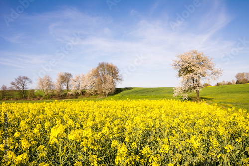 Landscape with a flowering tree © manfredxy