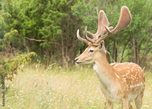 Fallow Deer Near at The Edge of Forest