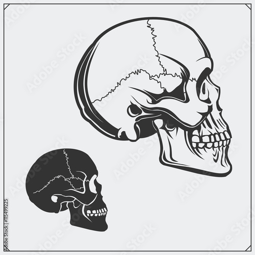Vector illustration of skulls. 