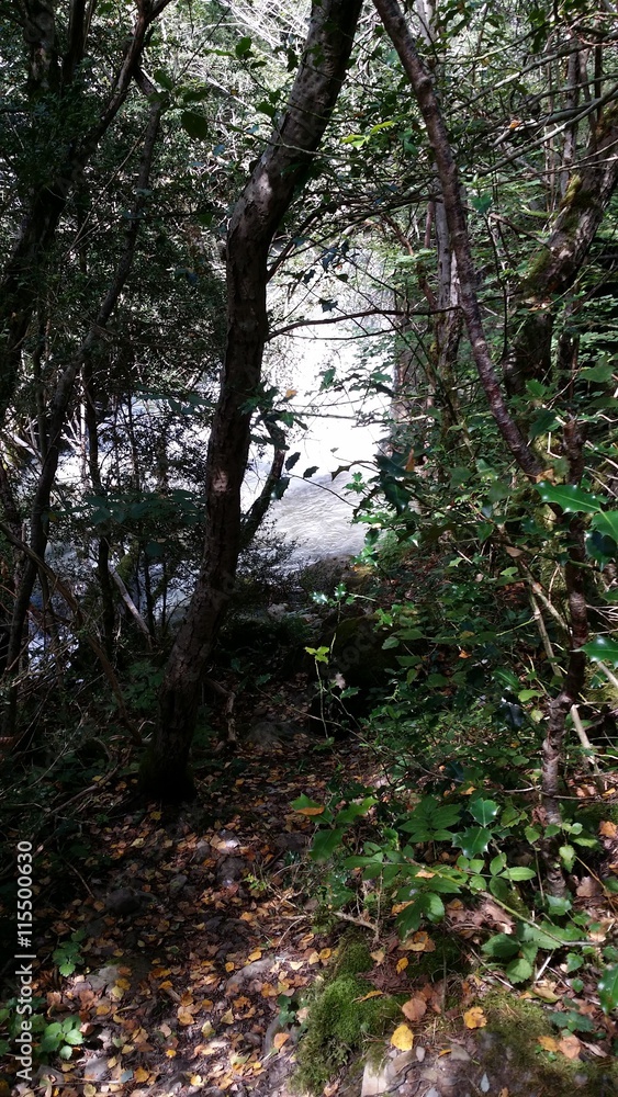 Obraz premium Bosque y rio en Huesca, valle de Tena