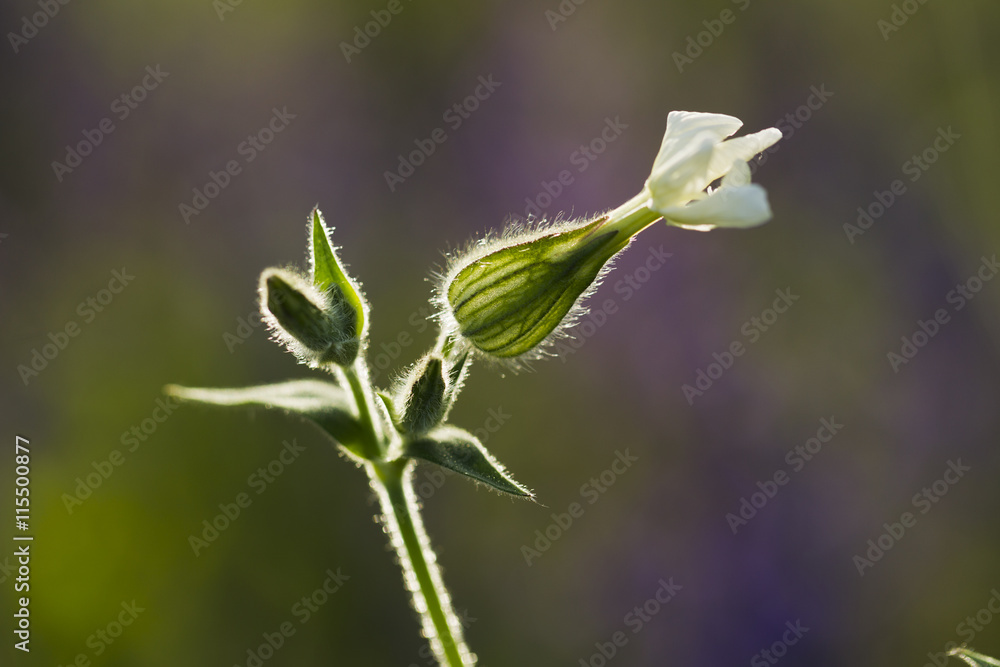 Wild flower Silene dioica (Melandrium dioicum) White Wild flower Silene dioica (Melandrium dioicum) White