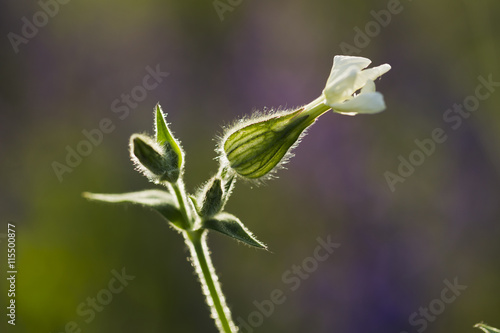 Wild flower Silene dioica (Melandrium dioicum) White