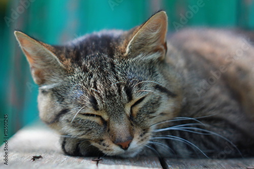 Спящая серая полосатая кошка