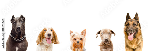 Canvas Print Portrait of dogs together