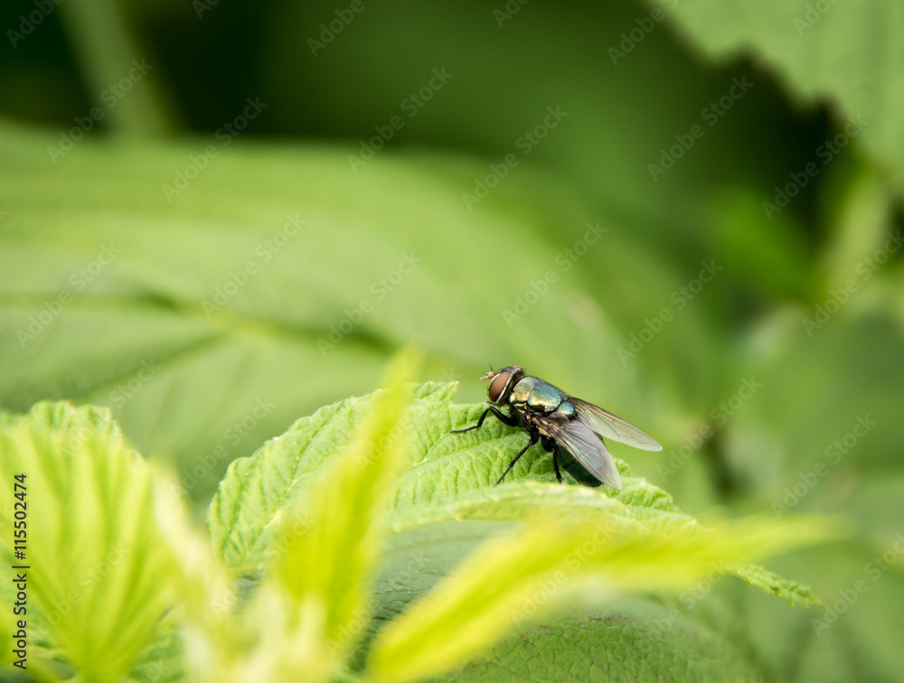 Fototapeta premium Fly on Leaf