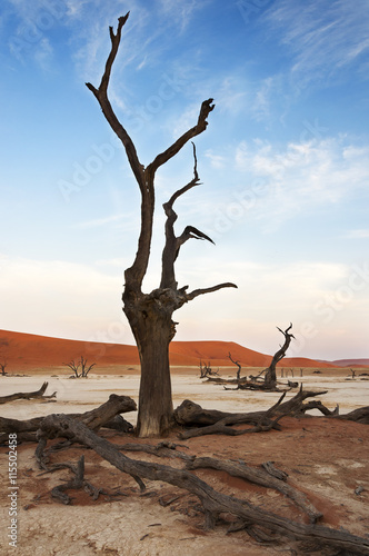 A dead tree in the Dead Vlei  Sossusvlei  Namibia