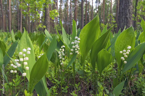 Blooming lilies of the valley in sunny pine forest