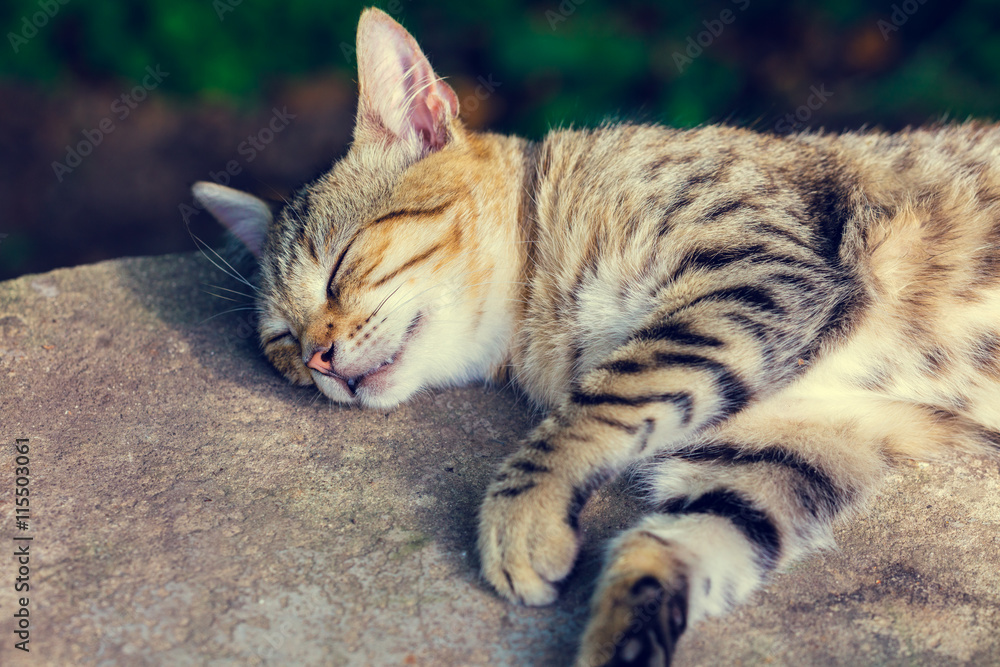 Portrait of a happy sleeping cat
