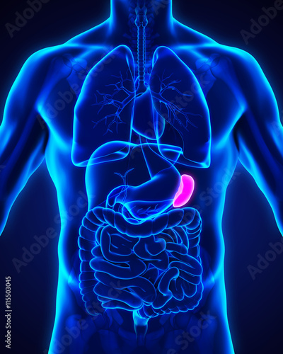 Photography Human Spleen Anatomy