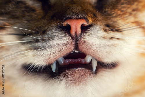Macro portrait of cat, nose and teeth photo
