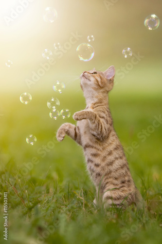 junges Kätzchen spielt mit Seifenblasen, bubbles