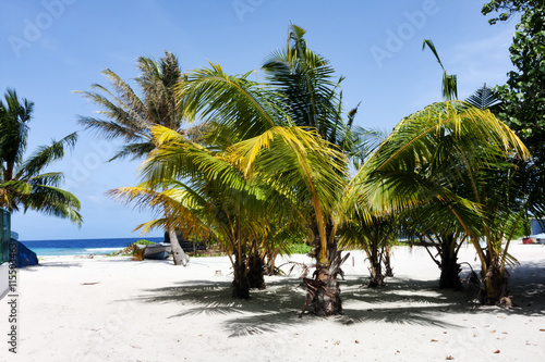 Tropical beach with withe sand and palm trees photo