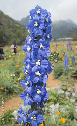 Delphinium Blue Bird flower