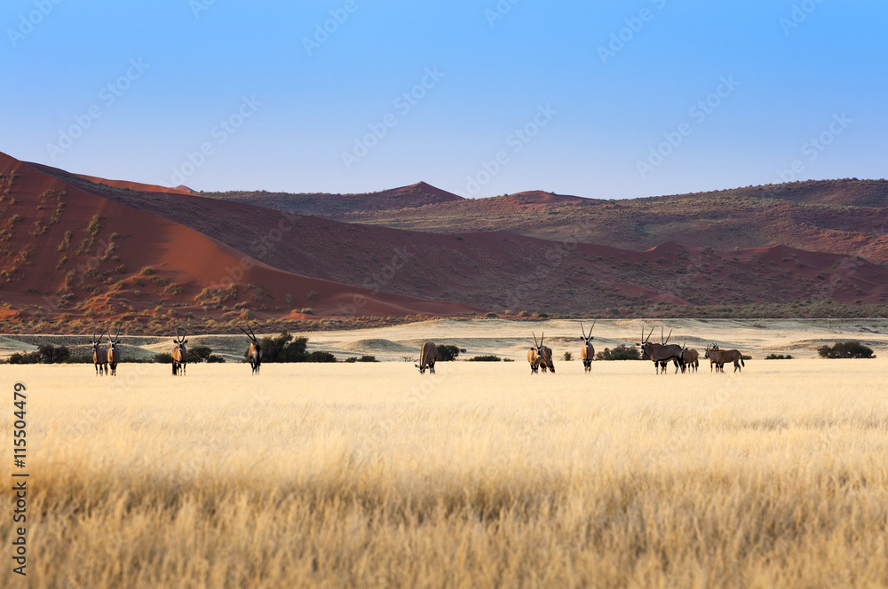 Obraz premium Herd of Gemsbok in Sossusvlei, Namibia