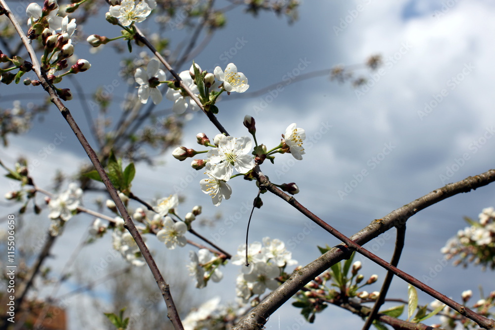 White flowers of the cherry blossoms on a spring day in the park