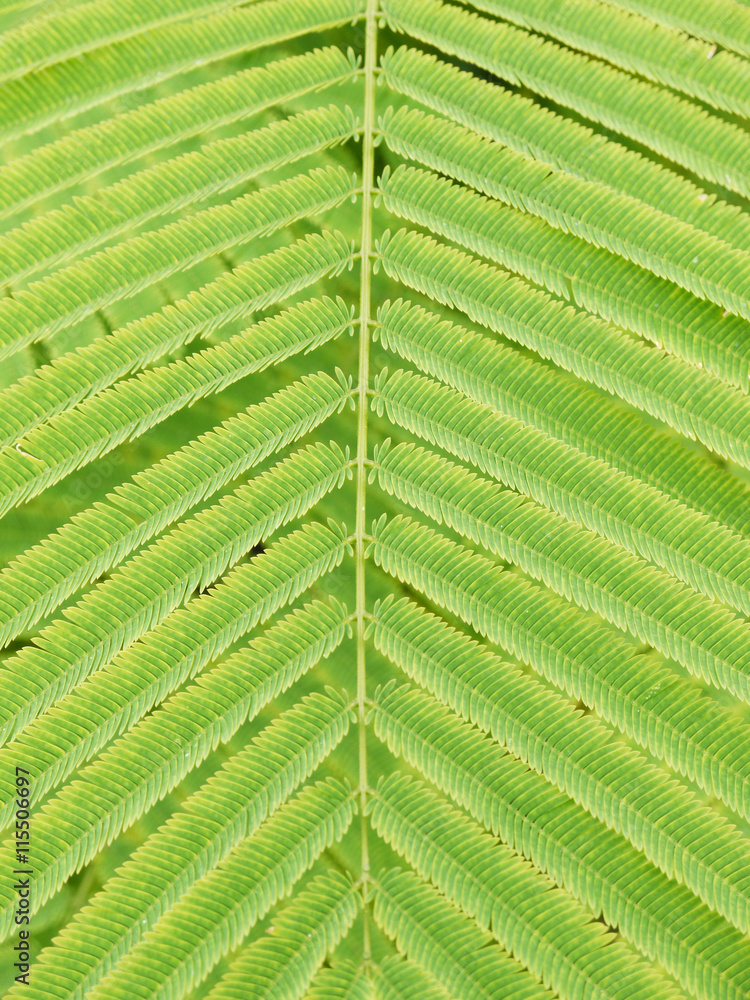 green leaf texture green leaf texture