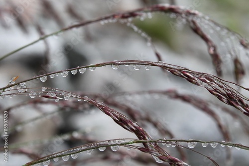 Many drops of water on twigs after raining.