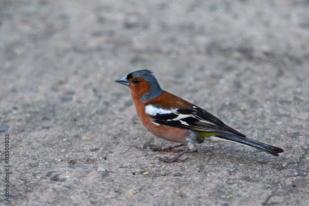 Buchfink auf der Strasse Buchfink auf der Strasse