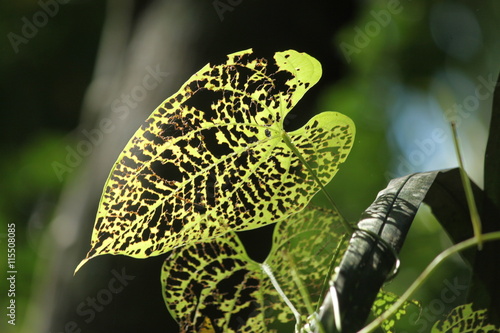 One big green leaf riddled with holes -has been eaten by worms or insects. Green blurry background. photo