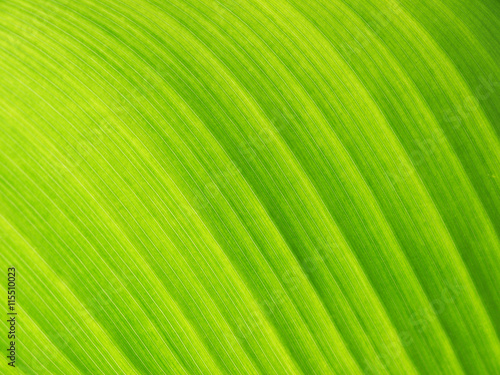 Texture of a green leaf