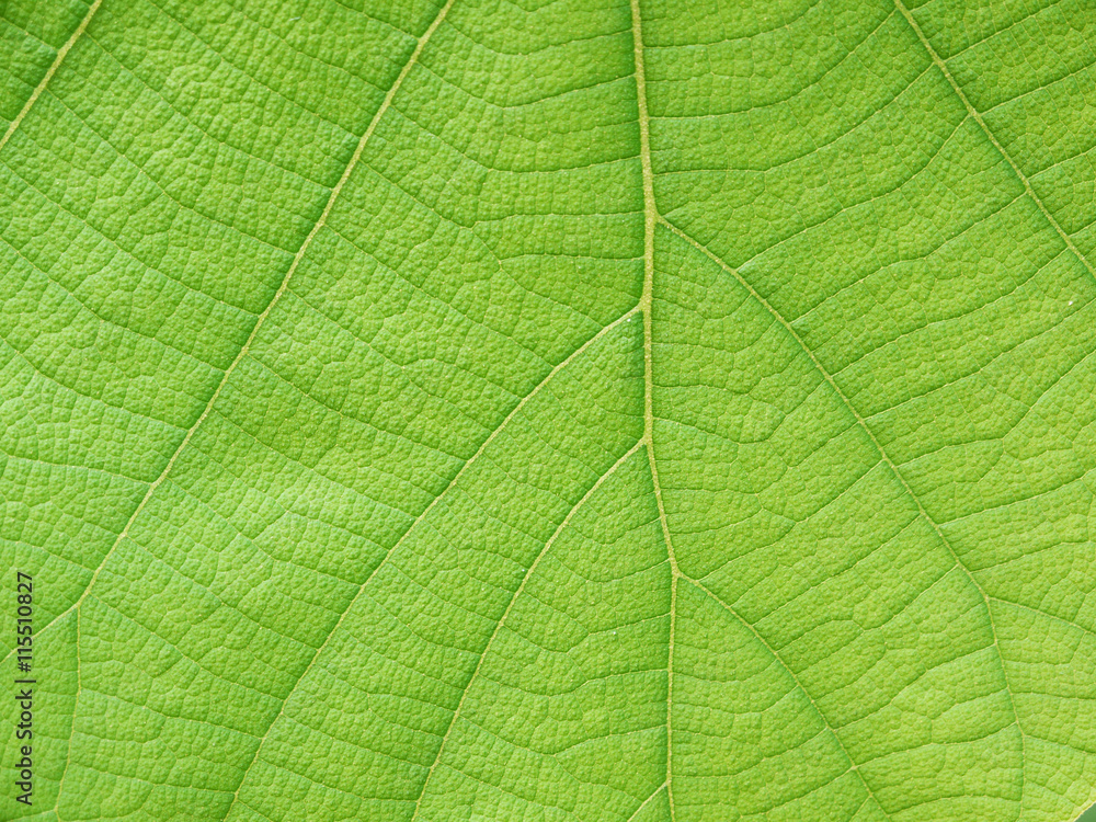 green leaf texture ( teak leaf ) green leaf texture ( teak leaf )