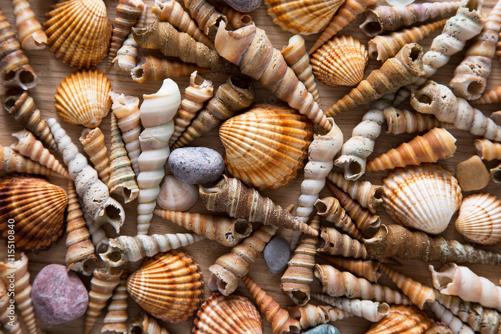 Background of sea shells Background of sea shells
