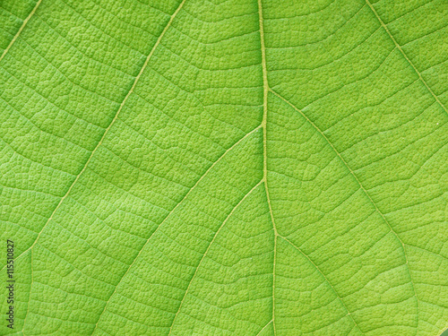 green leaf texture ( teak leaf )