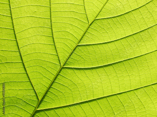 green leaf texture ( teak leaf )