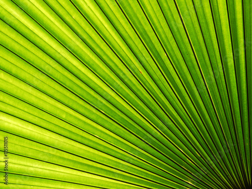 Lines and textures of Green Palm leaves