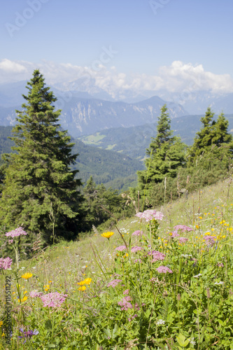 Beautiful colorful flowers in slovenian mountains, view on Triglav, Julian Alps highest mountain, 2864 m, on sunny summer day