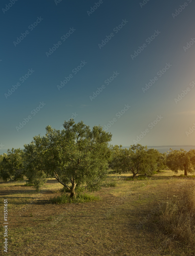 Olive trees sunset and the sea in Greece