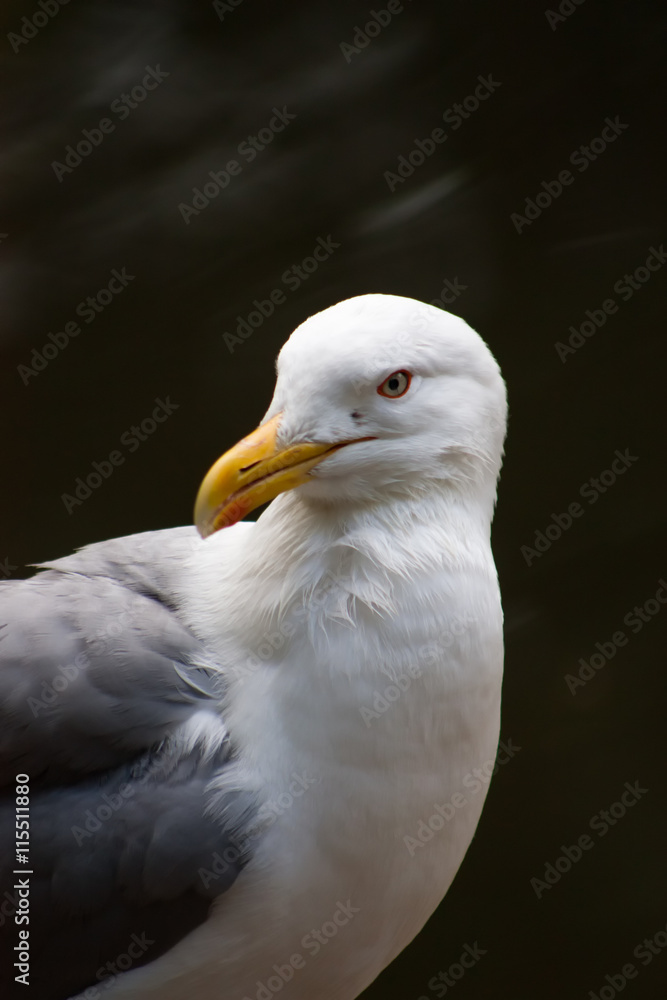 Proud Seagull frivolous
