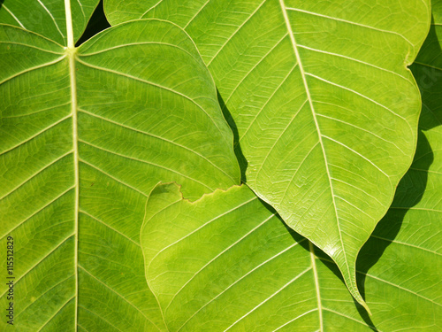 green bodhi leaves