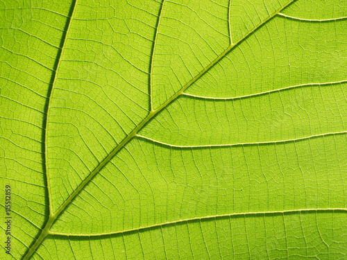 green leaf texture ( teak leaf )