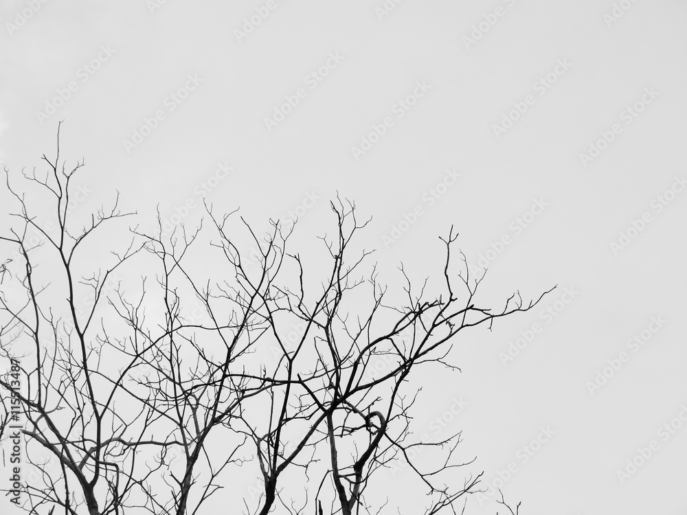 Fototapeta premium Branch of dead tree