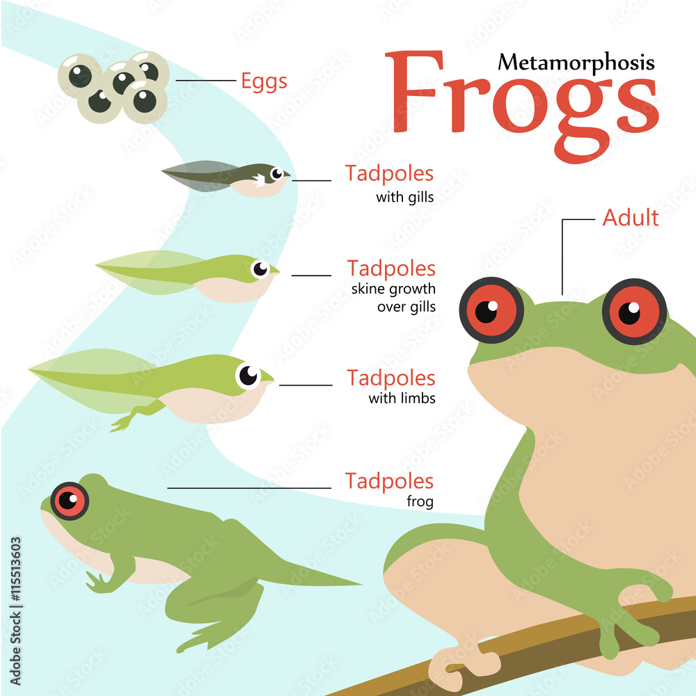 Frog hotsell vector cycle