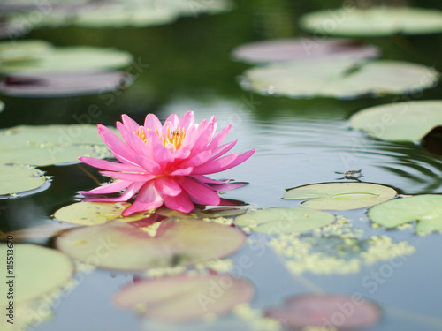 Fototapeta Naklejka Na Ścianę i Meble -  Pink lotus flot on the river gardent