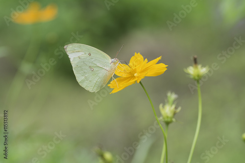 Yellow Butterfly sucking nectar from yellow  flowers . © supanee2550