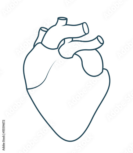 human heart anatomy isolated icon design