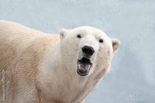 Портрет самки белого полярного медведя. Медведь смотрит прямо, пасть открыта