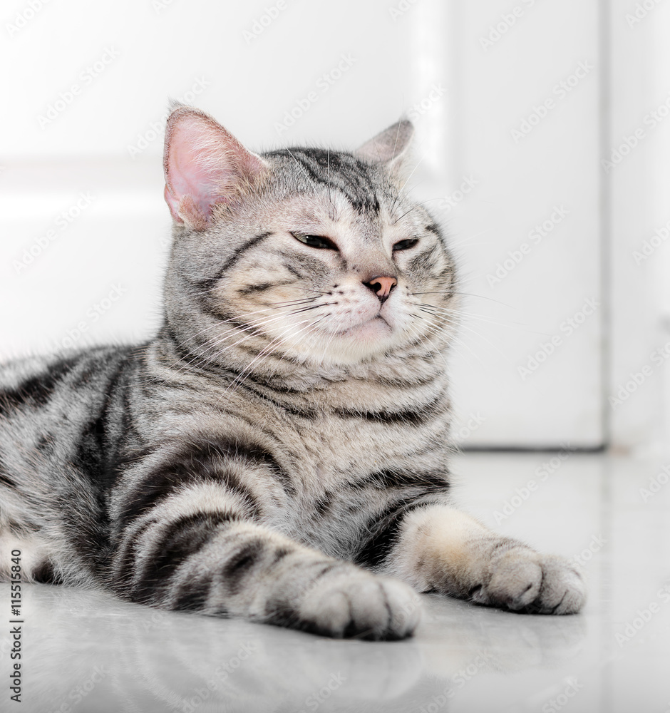 American shorthair cat is sitting and looking forward.
