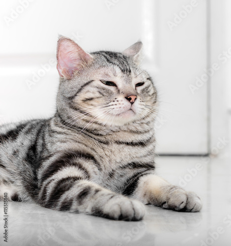 American shorthair cat is sitting and looking forward. © topphotoengineer
