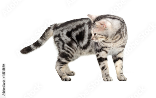 American shorthair cat. Isolated on white background with copy s