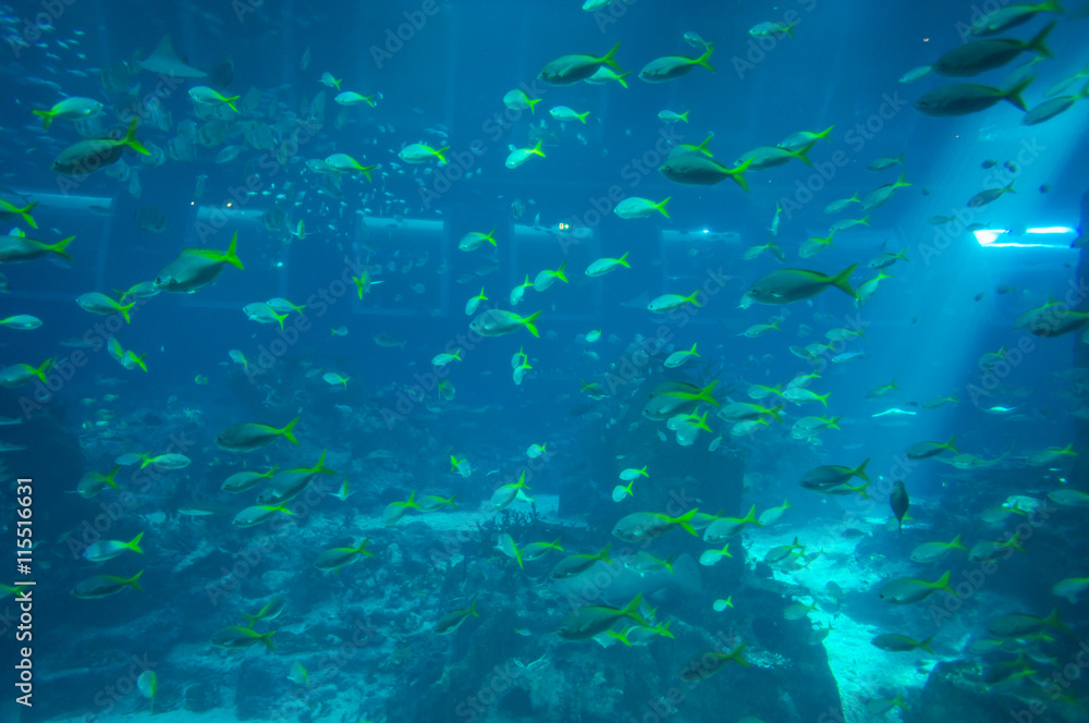 Fototapeta premium Huge school of sea fish in aquarium