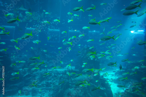 Huge school of sea fish in aquarium