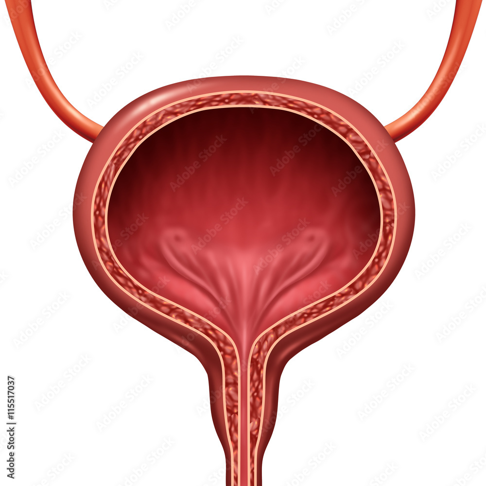 Human Urinary Bladder - obrazy, fototapety, plakaty 