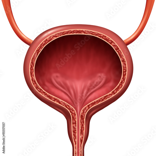 Human Urinary Bladder photo